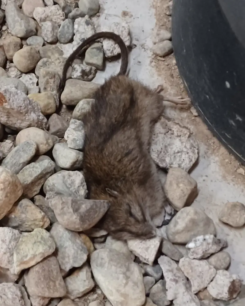 Död råtta på garagegolv