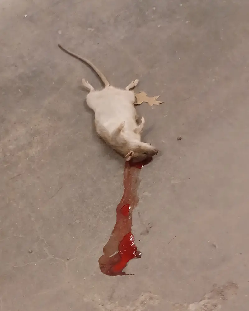 Död råtta på garagegolv